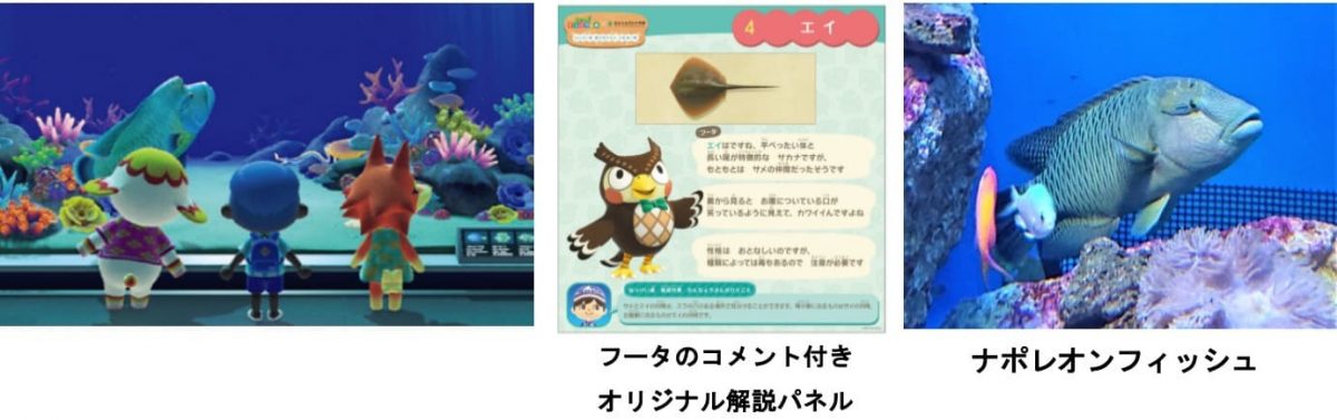 「あつまれ どうぶつの森 × 仙台うみの杜水族館　はっけい島 海の生きもの ふれあい展」