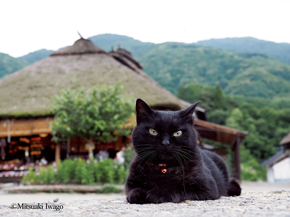 岩合光昭さんによる写真②