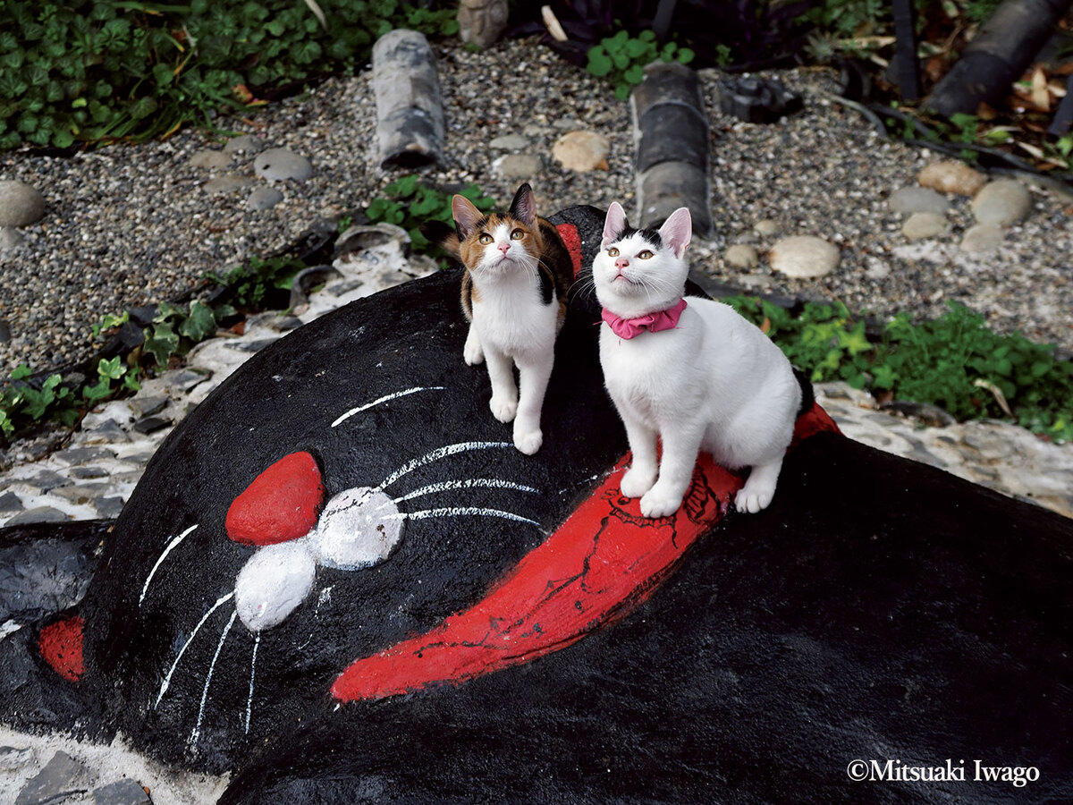 岩合光昭さんによる写真①