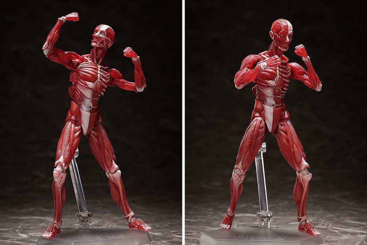 figma 人体模型