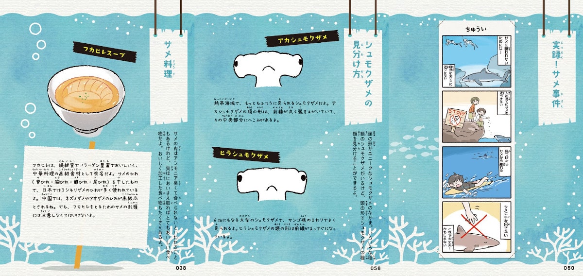 サメ豆知識