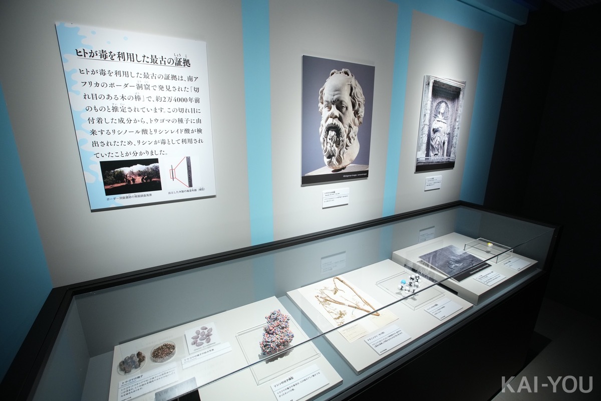 画像11: 特別展「毒」レポート漫画　“あらゆる物質は毒”──毒と人間の付き合い方