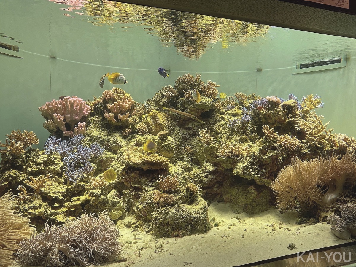 セクシー女優　根尾あかりさんと二葉エマさん