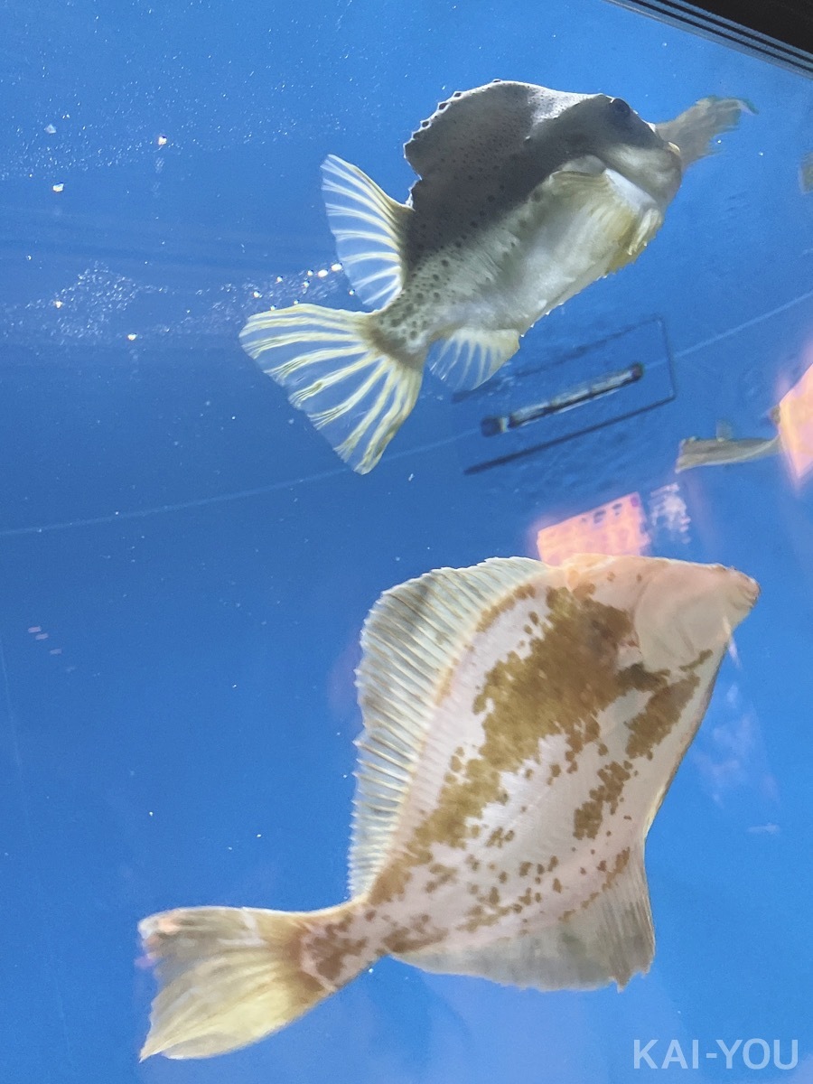 セクシー女優　根尾あかりさんと二葉エマさん