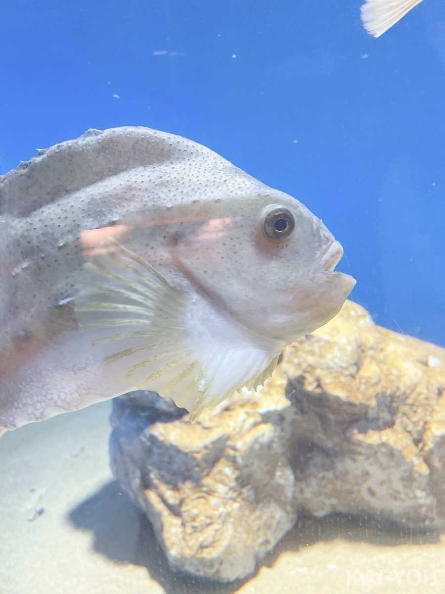 セクシー女優　根尾あかりさんと二葉エマさん