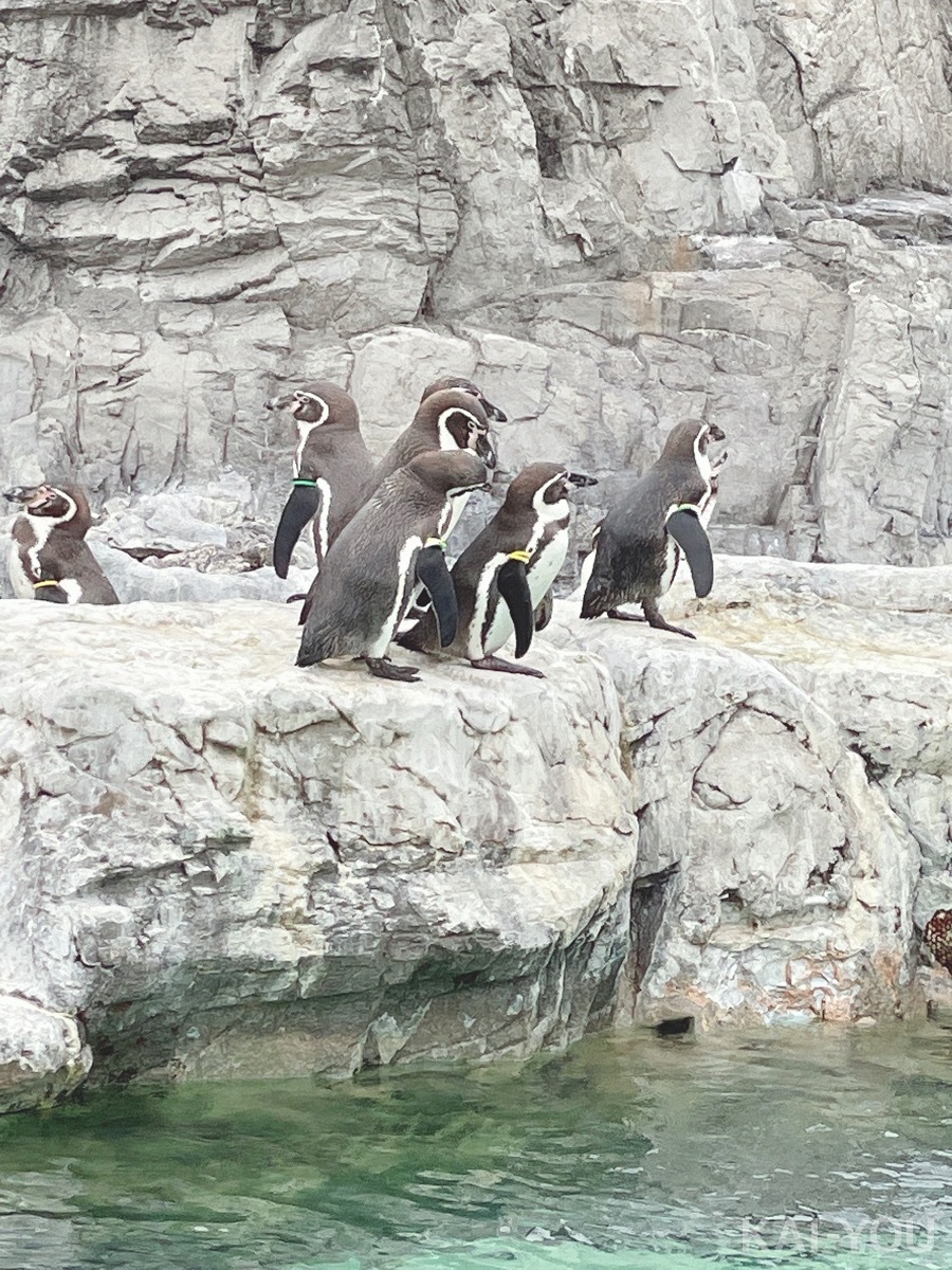 セクシー女優　根尾あかりさんと二葉エマさん