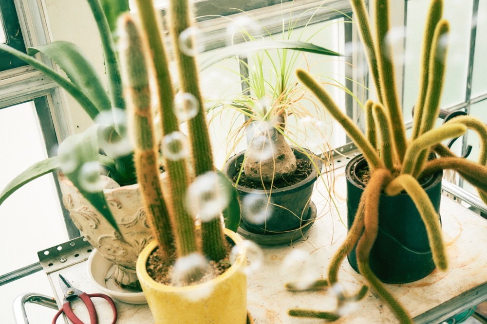 西宮ゆめさんフォトレポート