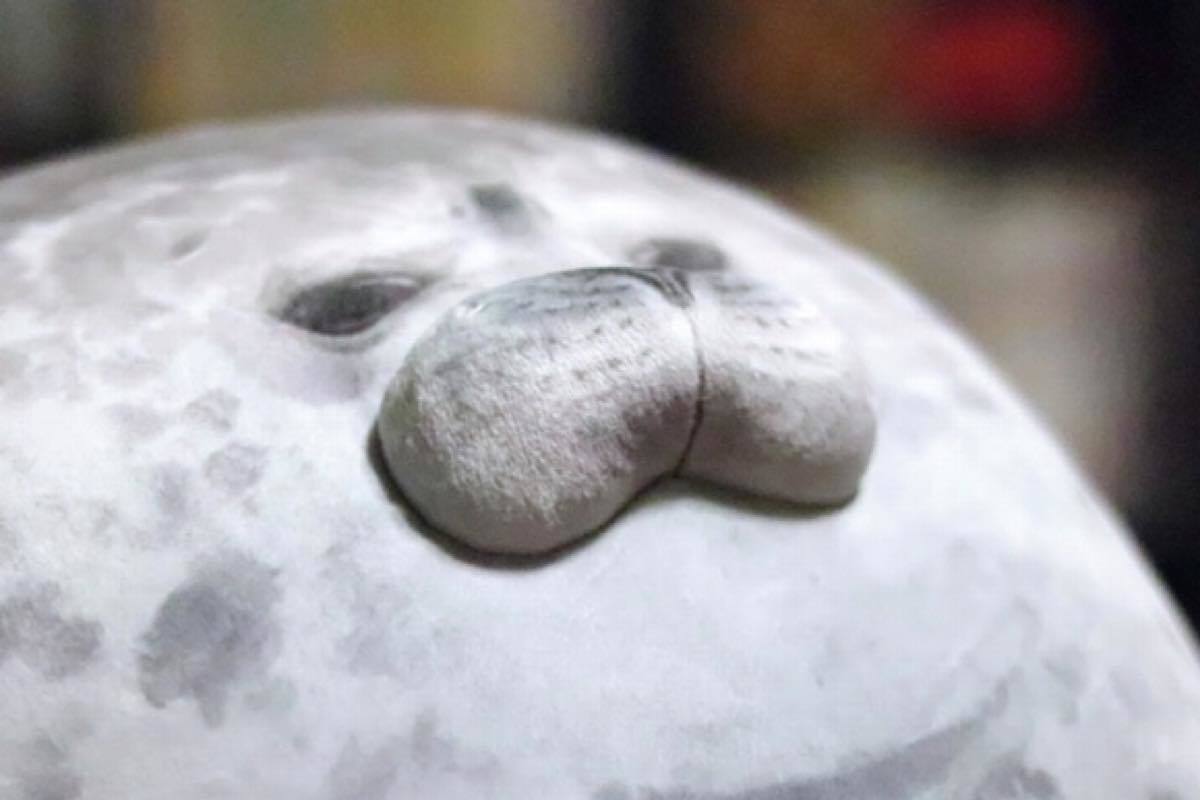 「YOU+MORE!」おまんじゅうアザラシ