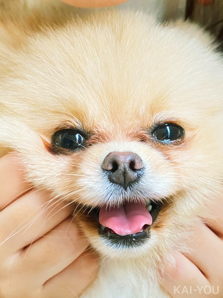 セクシー女優　深田えいみさんと桜もこさん