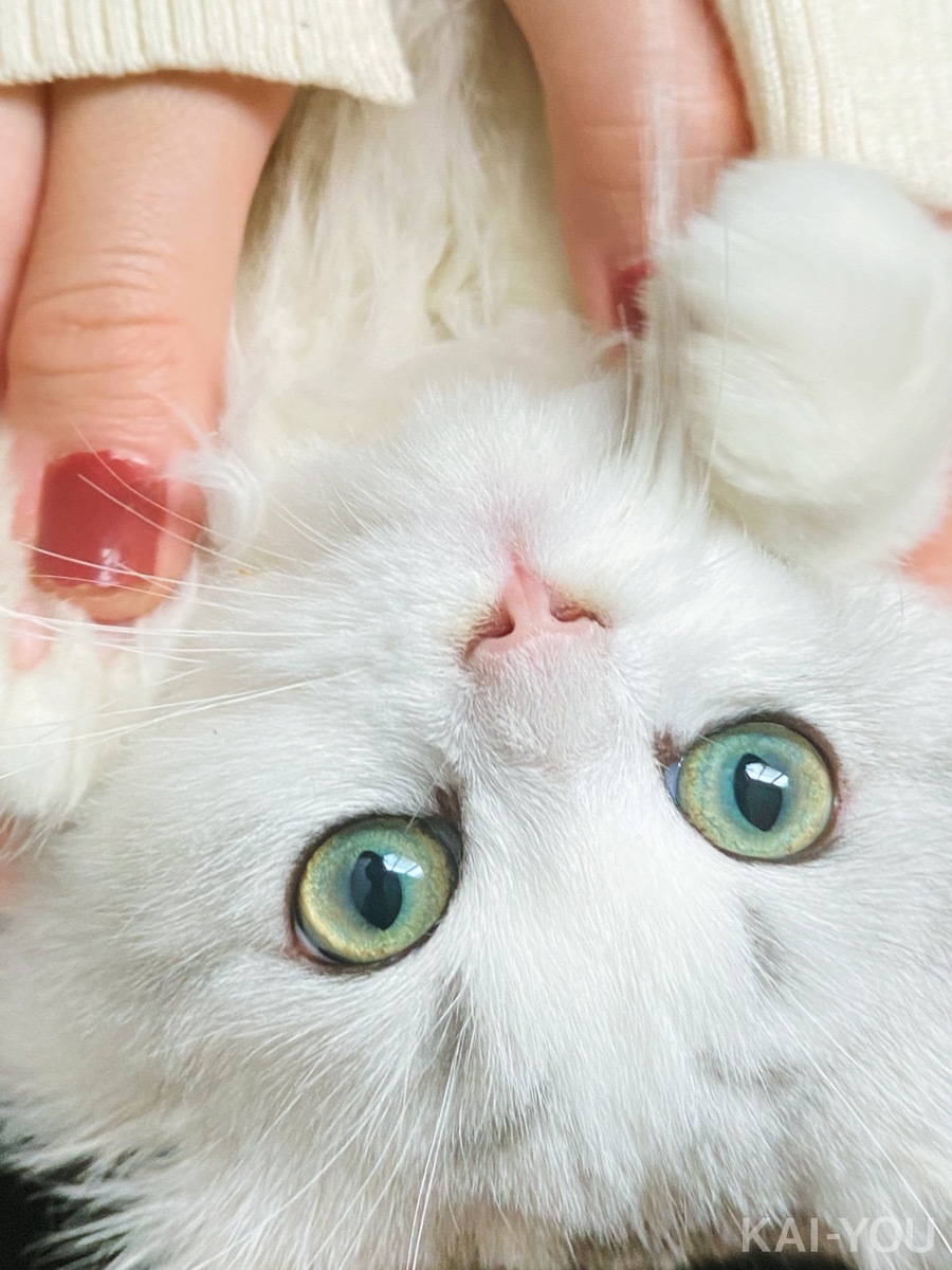 セクシー女優　深田えいみさんと桜もこさん