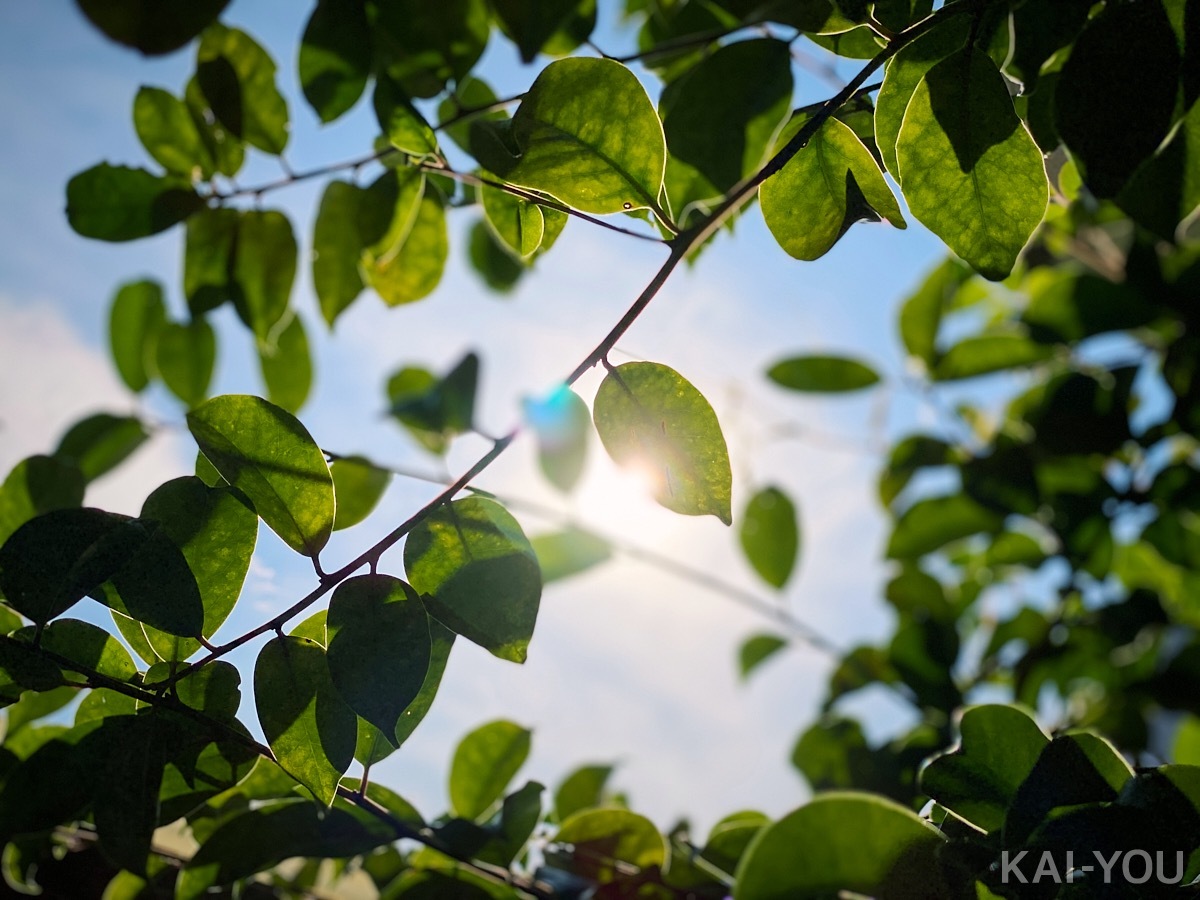 ひなたまりんさんと久留木玲さん