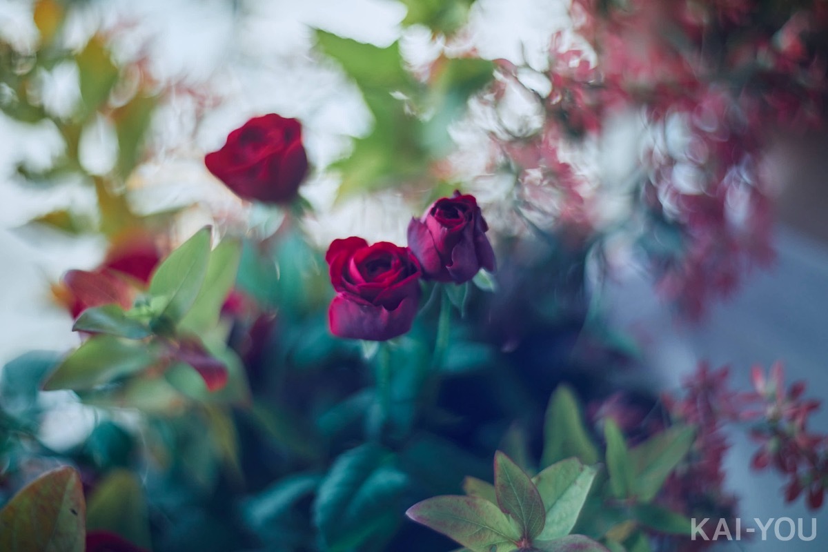 セクシー女優　八木奈々さん