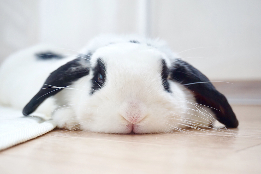 (C)うさぎしんぼる展 in 名古屋／tomo