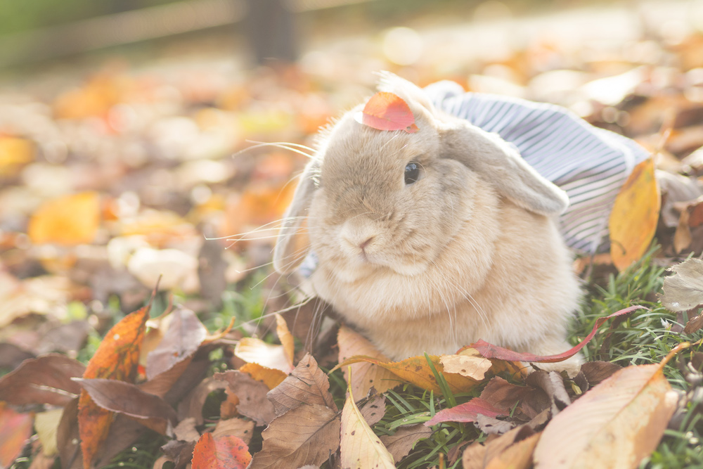 (C)うさぎしんぼる展 in 名古屋／usagraph