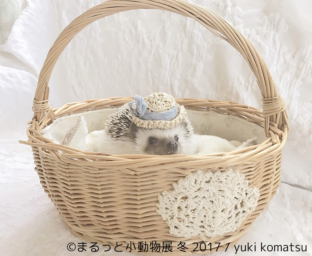 まるっと小動物展 冬 2017