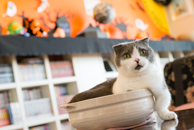 猫家大宮店
