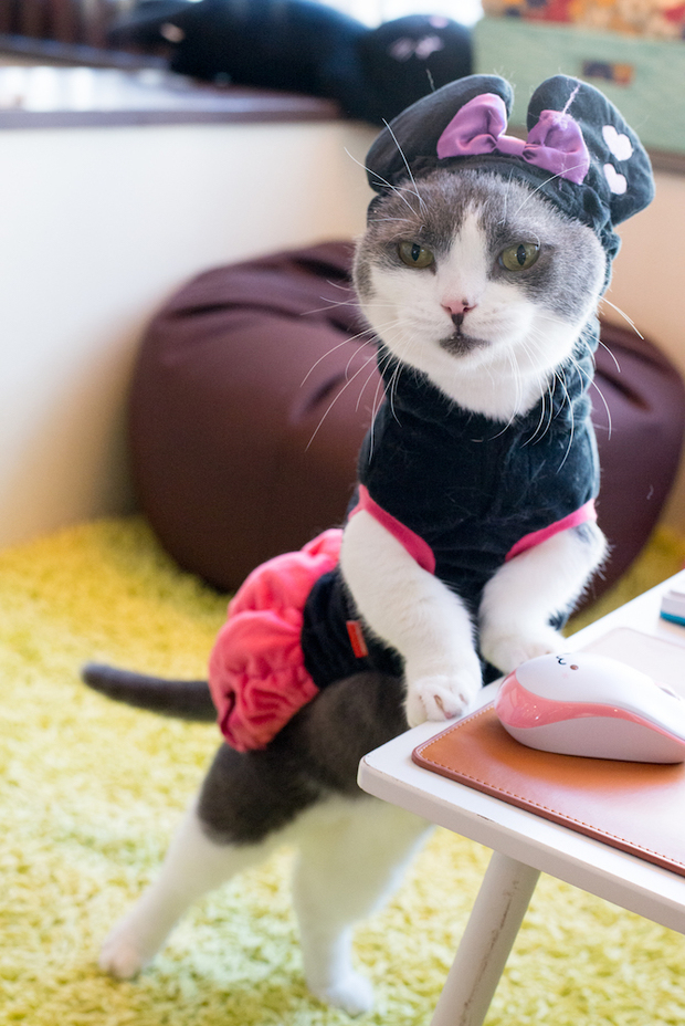 猫家大宮店