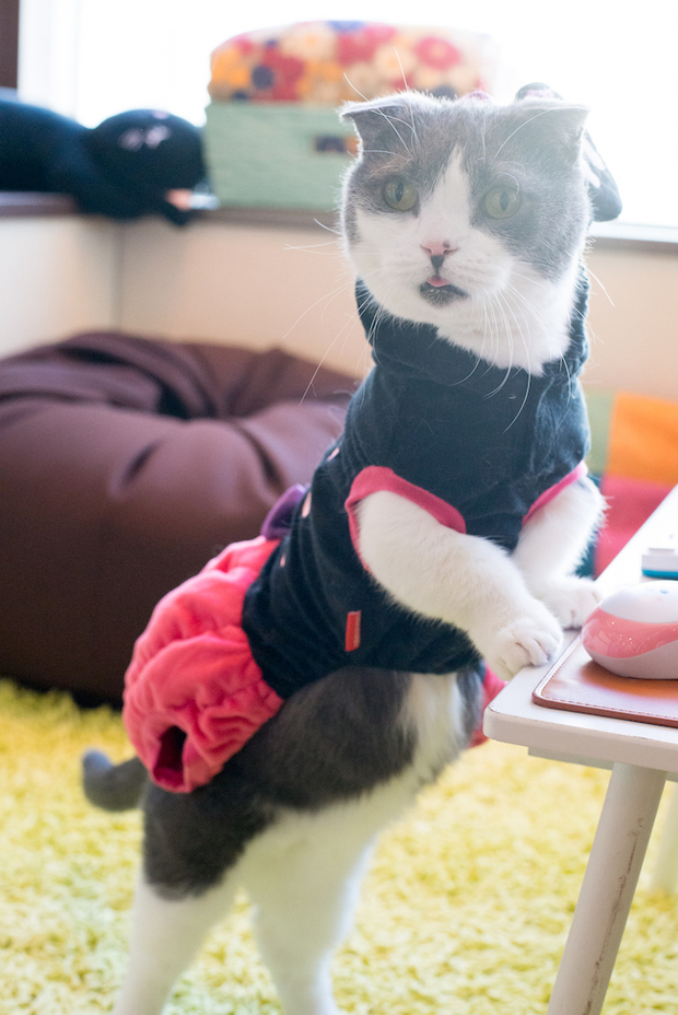 猫家大宮店