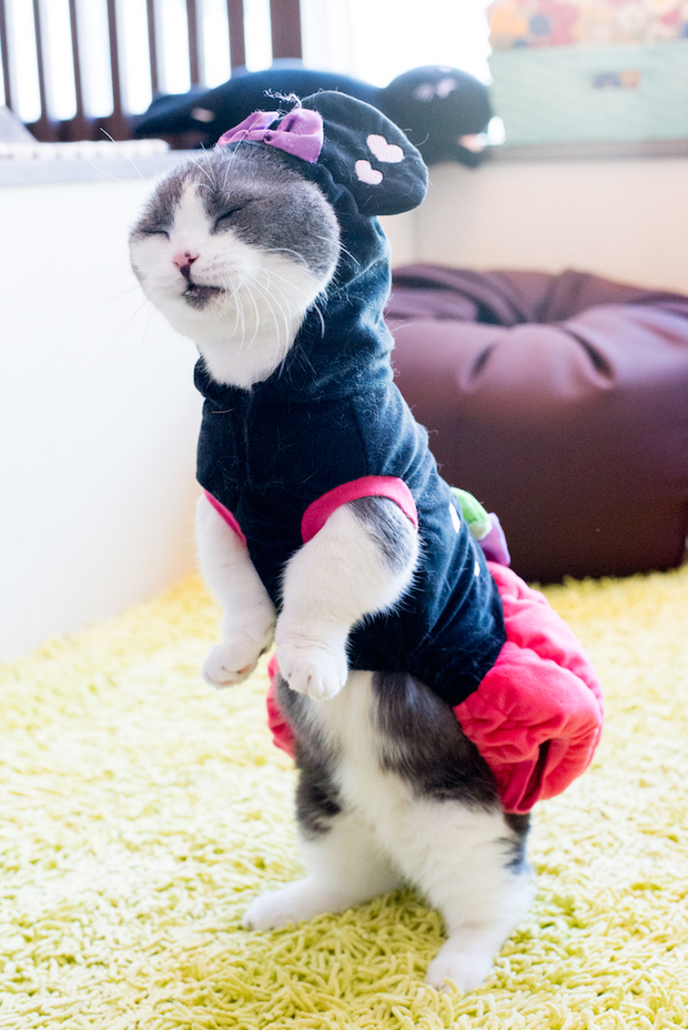 猫家大宮店