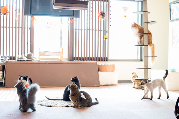 猫家大宮店