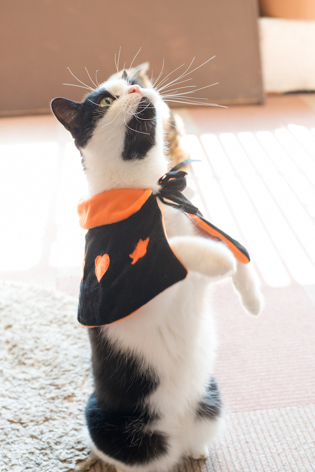 猫家大宮店