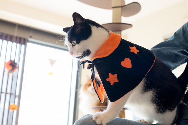 猫家大宮店