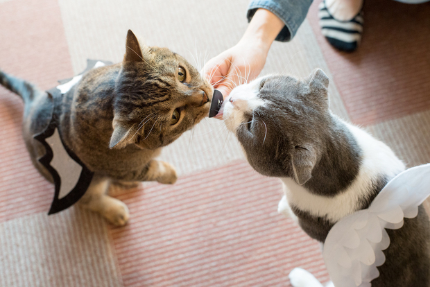 猫家大宮店