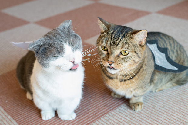 猫家大宮店