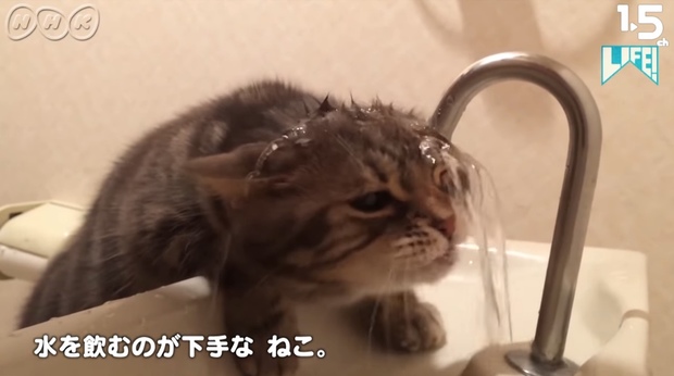 ムロ癒やし