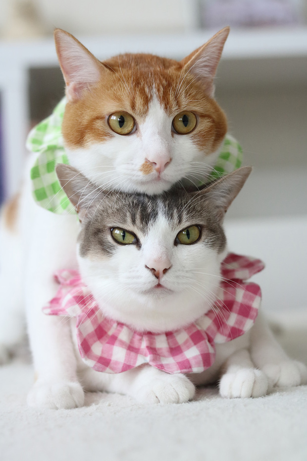 ねこ休み展