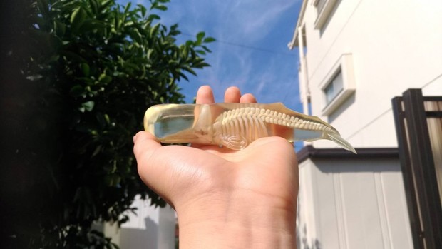骨格すけすけなマッコウクジラのフィギュア その意外な制作方法とは Kai You Net