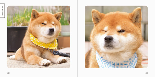 柴犬りゅうじ