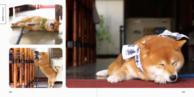柴犬りゅうじ