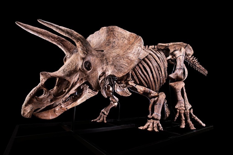 トリケラトプスの化石がオークションに　超ド級の頭蓋骨を持つ「Big John」
