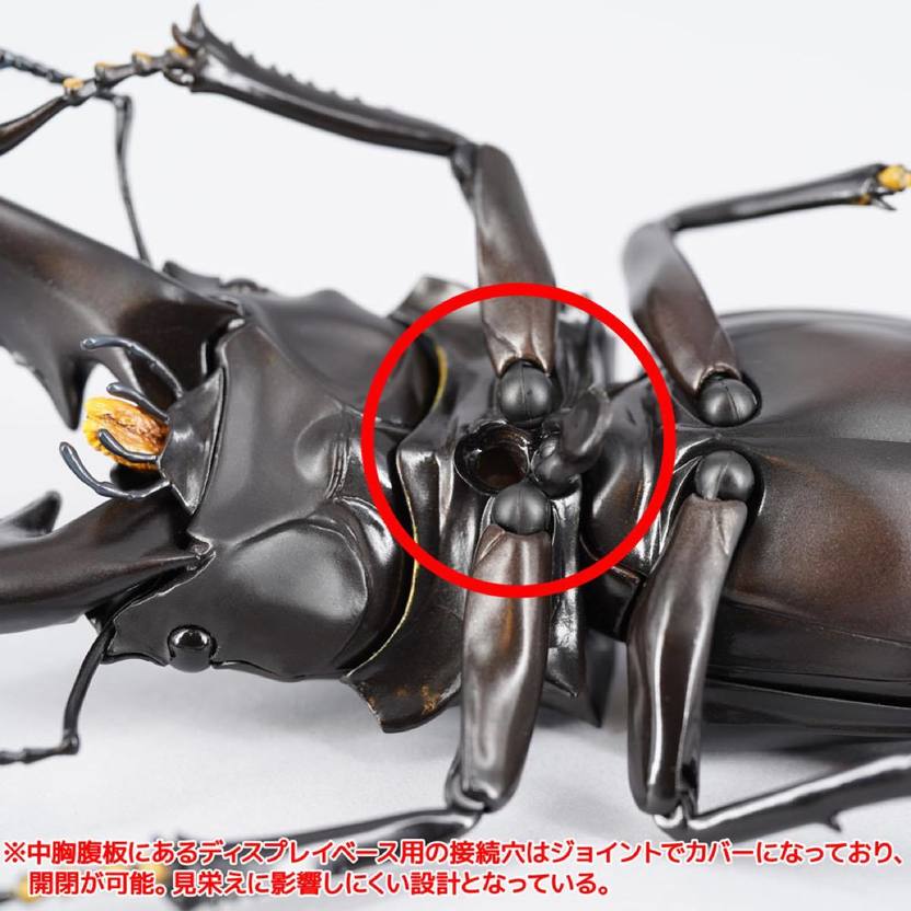 長大な大顎のクワガタ最大種！ 「リボジオ ギラファ