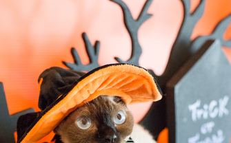 【写真】猫と過ごすハロウィン最高　仮装したニャンニャンに笑みが止まらない