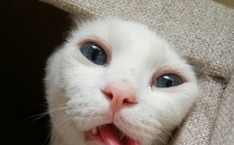たまらない表情で癒してくれるペットたち！ 最高にPOPな画像まとめ