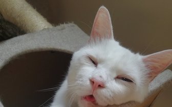 半目で寝る猫の破壊力！ 最高にPOPな画像まとめ