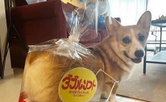 もふもふコーギーの仮装“ダブルソフト”　飼い主「ニヤリ顔してました」