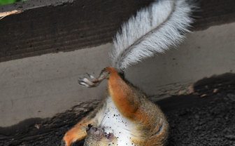 鳥獣戯画のウサギにそっくり　リスの躍動感に「神がかってる」と反響