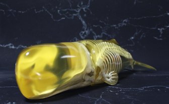 骨格すけすけなマッコウクジラのフュギュア　その意外な制作方法とは？