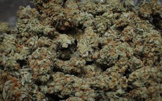 大麻が国際条約の「最も危険な薬物分類」から削除　53ヶ国の投票で可決