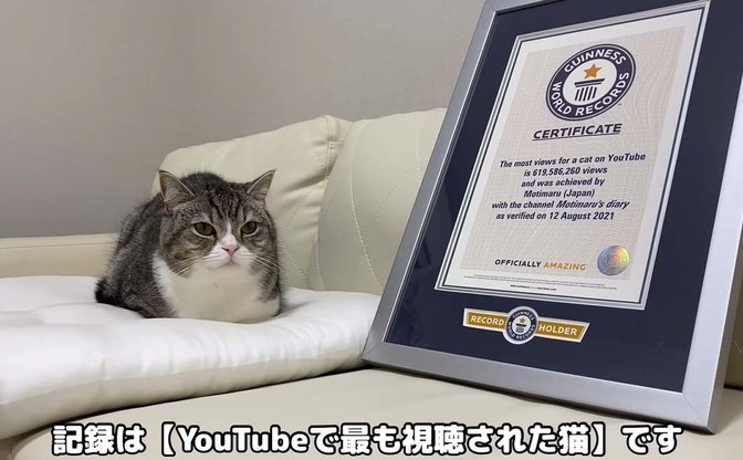 Youtubeで最も視聴された猫 もちまる日記 もち様がギネス認定 Kai You Net