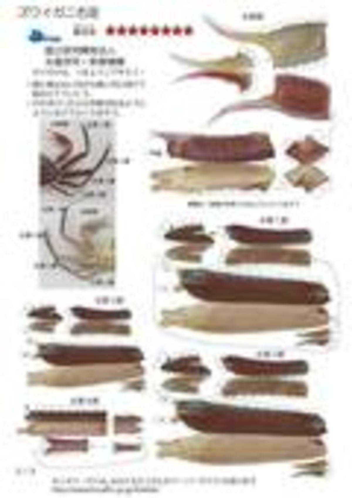 ズワイガニ／画像は国立研究開発法人 水産研究・教育機構キッズページより