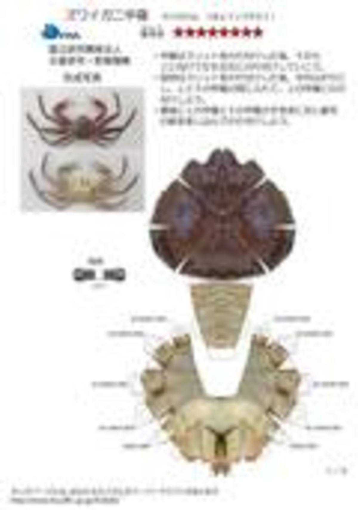 ズワイガニ／画像は国立研究開発法人 水産研究・教育機構キッズページより
