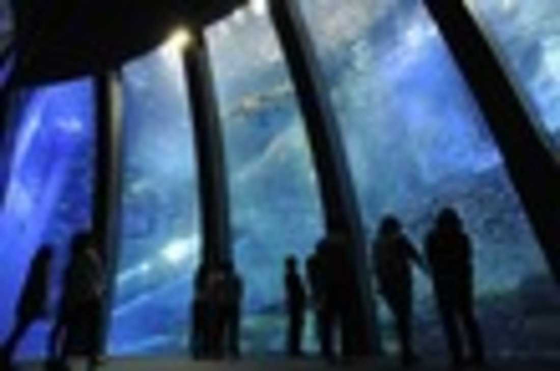 「あつまれ どうぶつの森 × 横浜・八景島シーパラダイスはっけい島 海の生きもの ふれあい展」