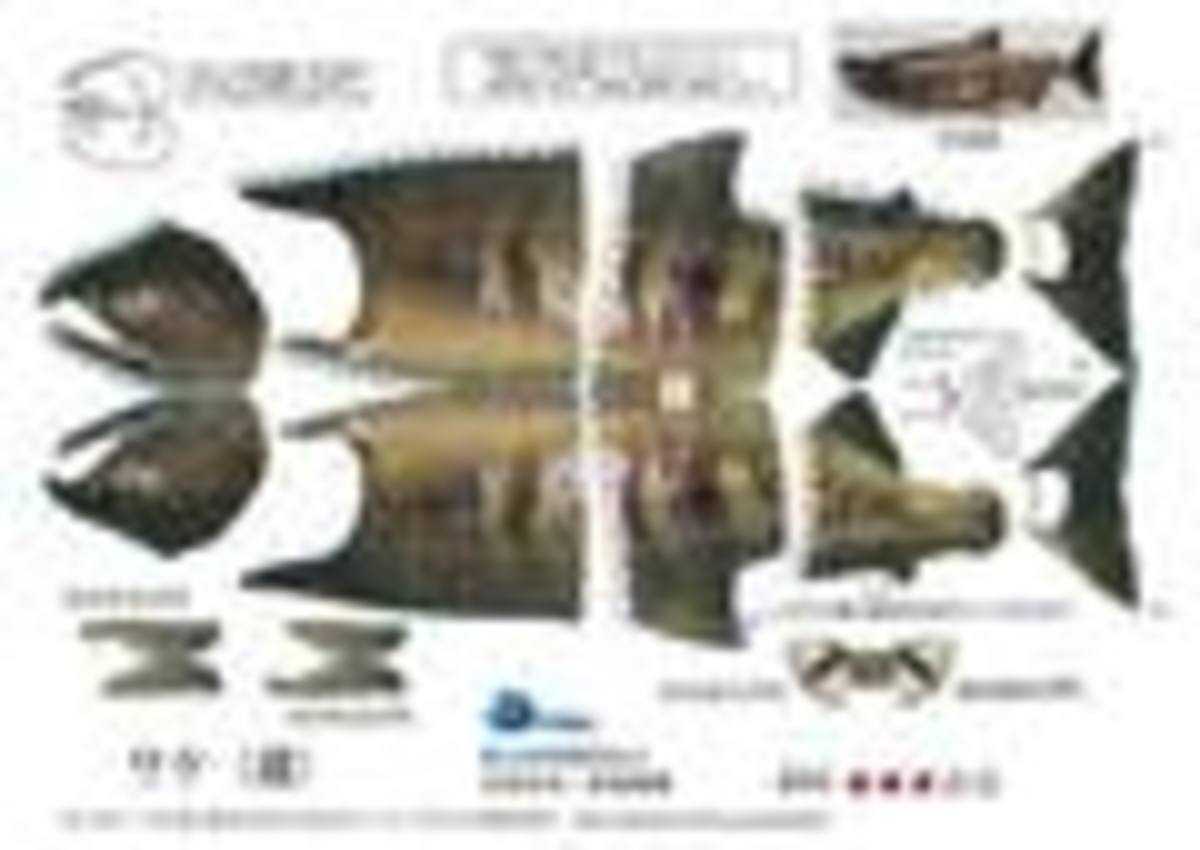 サケ（オス）／画像は国立研究開発法人 水産研究・教育機構キッズページより