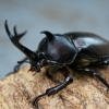 カブトムシ